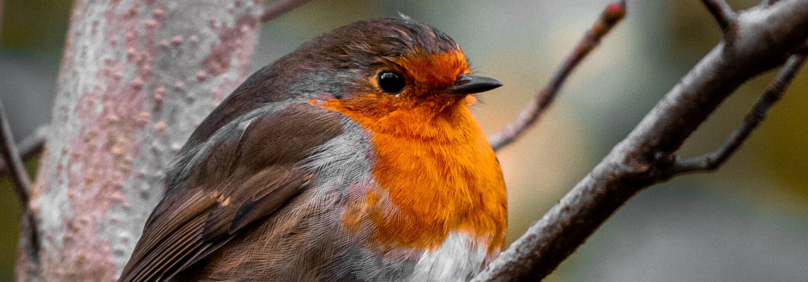 bird image slide